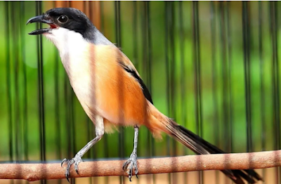 Perawatan burung Cendet