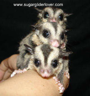 baby sugar glider