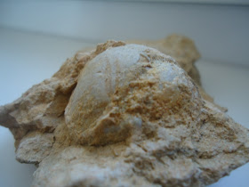 Amazing Fossil Sea Urchin Echinoid