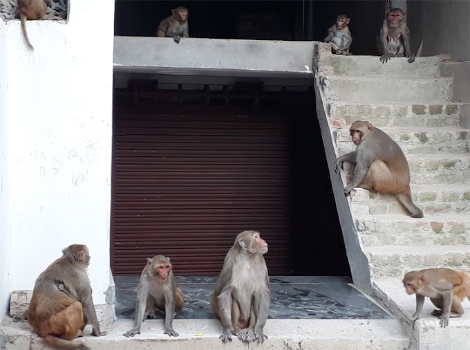  बंदरों के आतंक से नहीं मिल रही मुक्ति, प्रशासन मौन