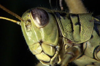 We're all doomed because the grasshoppers are so big.