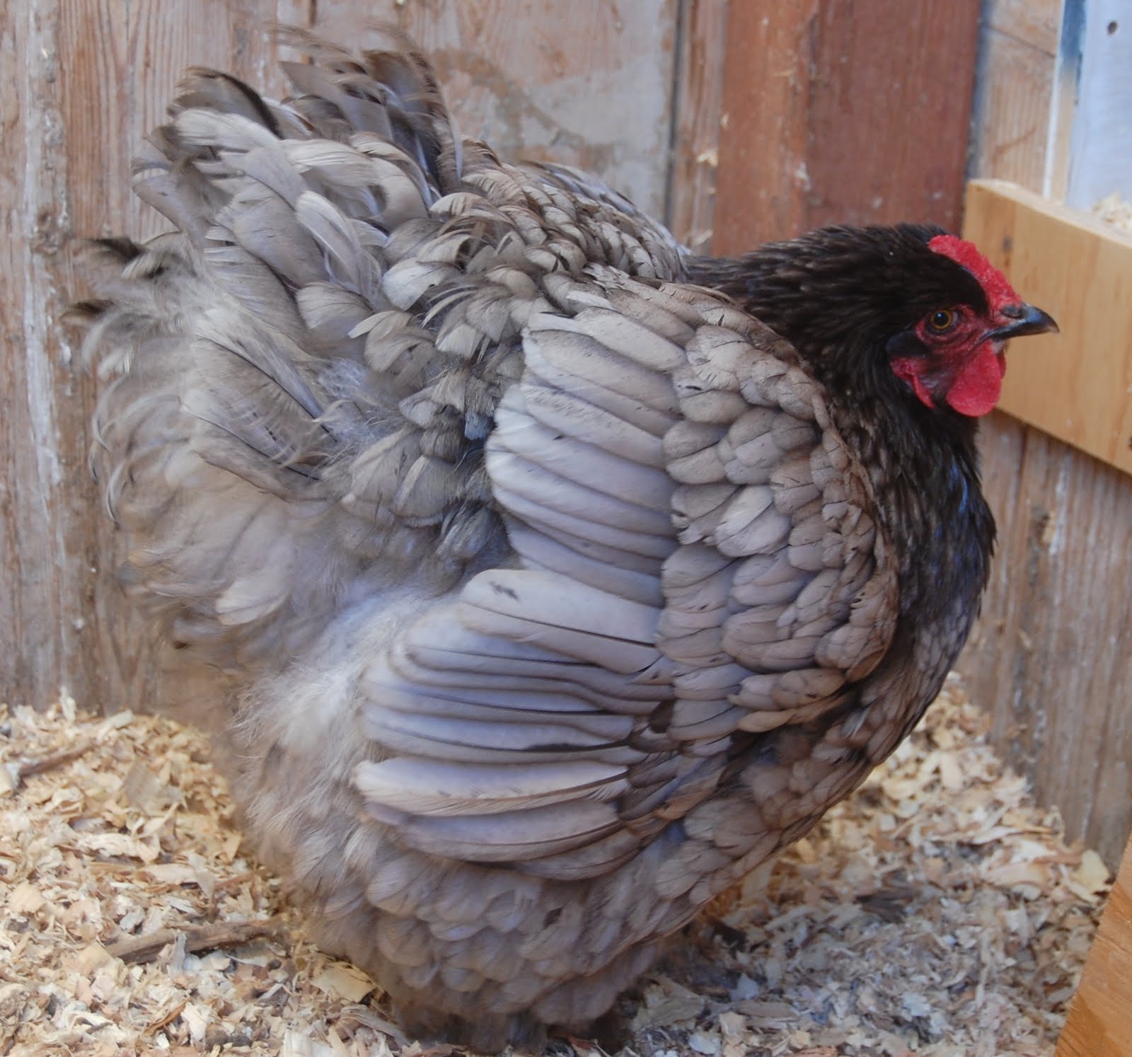 Gracie's Backyard Chickens: Broody Hen!