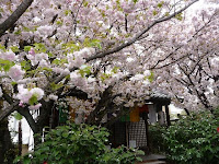歓喜桜は御室の八重桜と同種で根元から桜の花が咲く