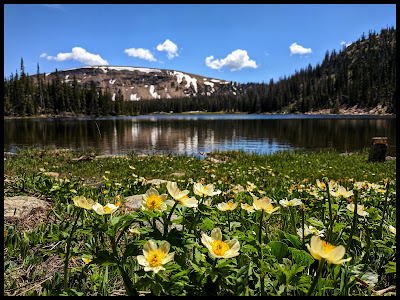 White Marsh Marigold in front of Moosehorn Lake Uintas