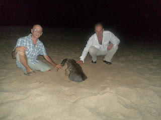 Marine sea turtle protection conservancy volunteer service mexico, Proteccion de la tortugamarina servicio de los voluntarios guerrero marquelia, 멕시코 바다 거북이 보호 자원 봉사 활동 워크 캠프 Green sea turtle (Chelonia mydas)