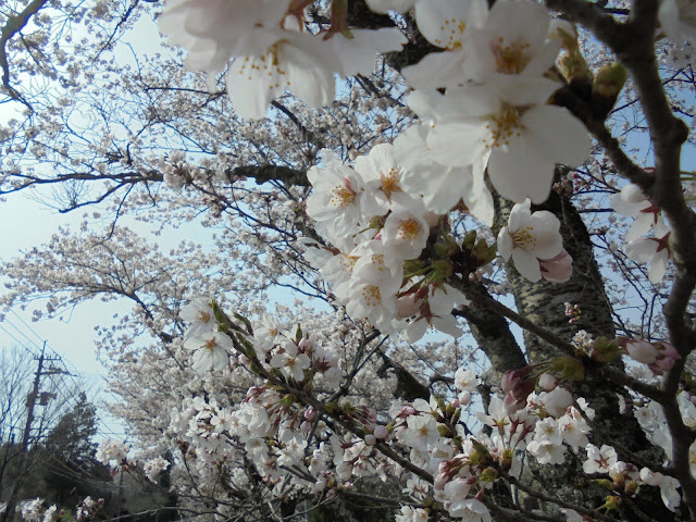 ホテル旬香大山リゾートのソメイヨシノ桜が満開