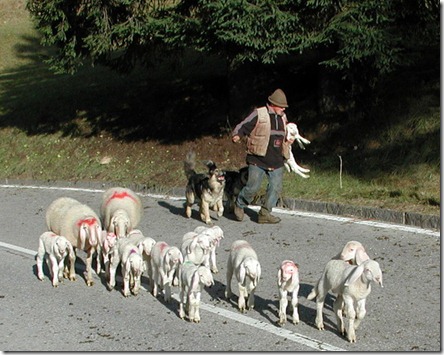 agnello in braccio