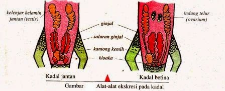 Sistem Ekskresi Hewan  Vertebrata  dan Avertebrata 