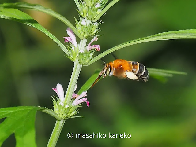 スジボソフトハナバチ(スジボソコシブトハナバチ)