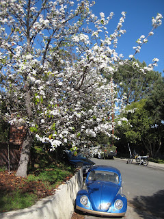 Blossoming Pear Tree