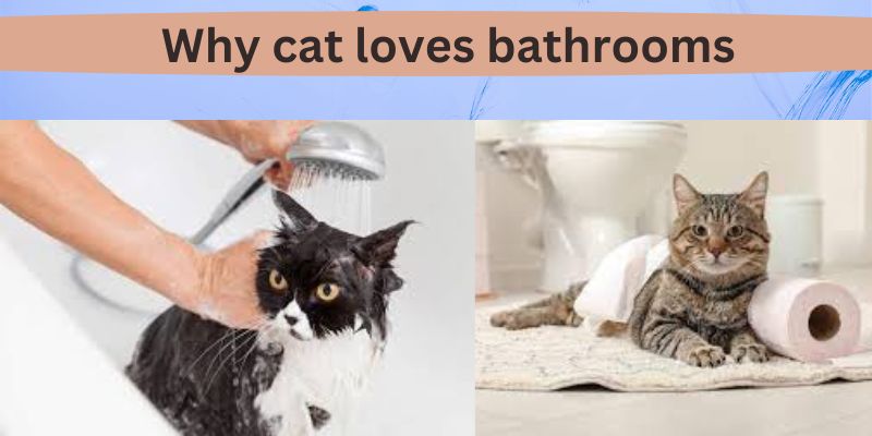 Why cat loves bathrooms