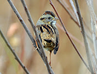 Swamp sparrow at Lake Mattamuskeet, NC, by Keven Bercaw, Dec. 2009