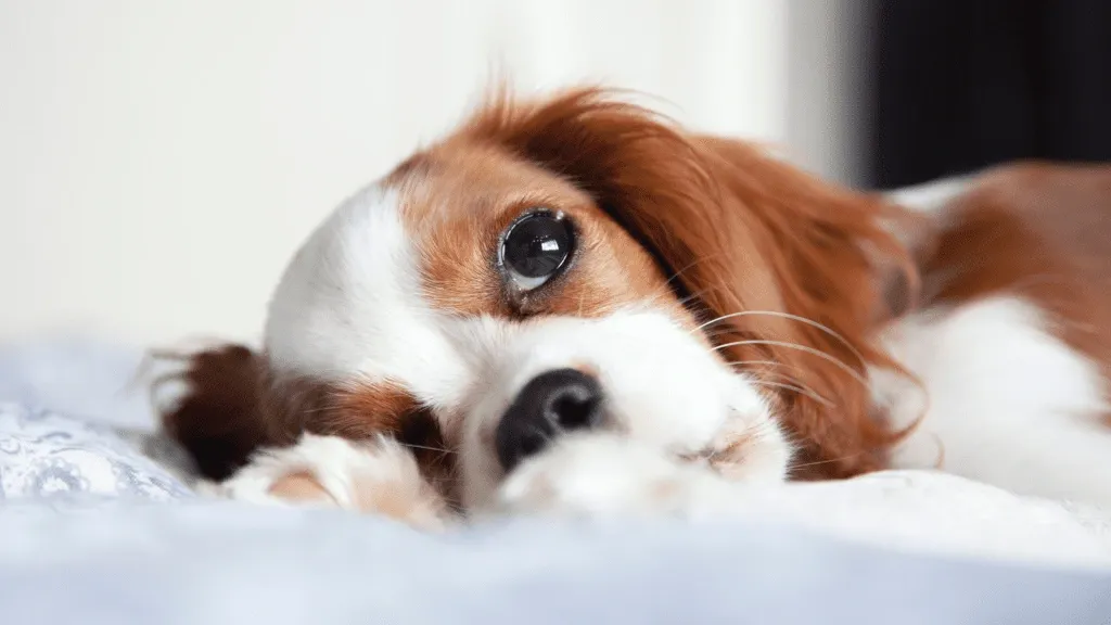 أمراض الجهاز التنفسي في الكلاب: الأسباب والأعراض والعلاج