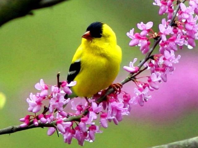 Pictures Of Pretty Birds And Flowers