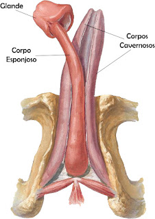 pénis formado, pénis anatomia tamanho, pénis portugues, frenulo, corpo esponjoso, pénis biónico, pénis cresce até que idade, prepucio, prepúcio