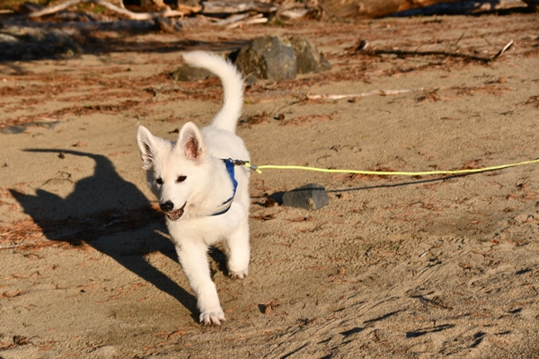 røsholmstranda hvit gjeterhund