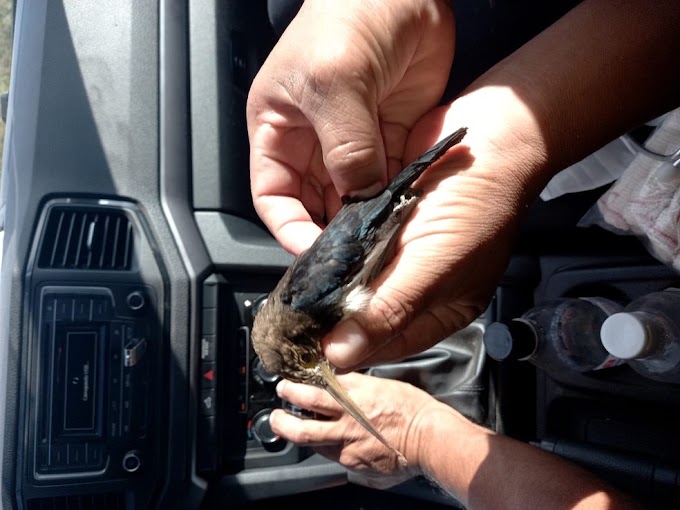 MOTOCICLISTA TEM GARGANTA PERFURADA POR PÁSSARO E PERCORRE 9 KM COM ANIMAL NO PESCOÇO ATÉ CONSEGUIR SOCORRO