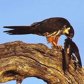 falconidae Alcotan europeo Falco subbuteo