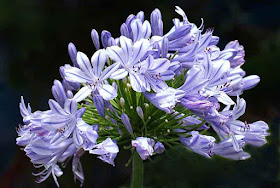 African Lily, flower, facts, aphrodisiac, Okinawa, library, garden