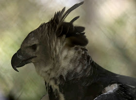 Harpy Eagle Wallpaper