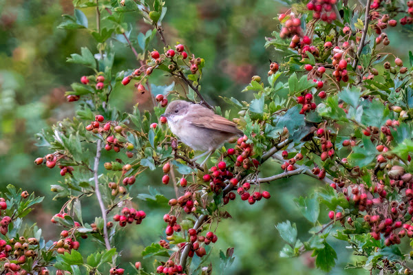 Common whitethroat