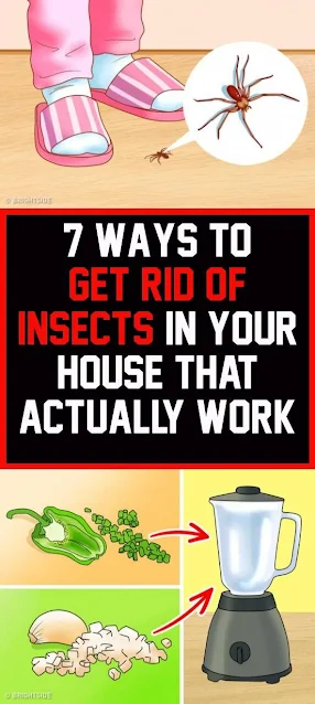 7 Ways To Get Rid Of Insects In Your House That Actually Work
