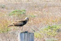 Sharp-shinned Hawk juvenile eating its prey – Pt Reyes, CA – Sept.26, 2016 – Roberta Palmer