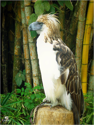 The Philippine Eagle