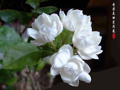 Jasmine Flower Chinese Tradition