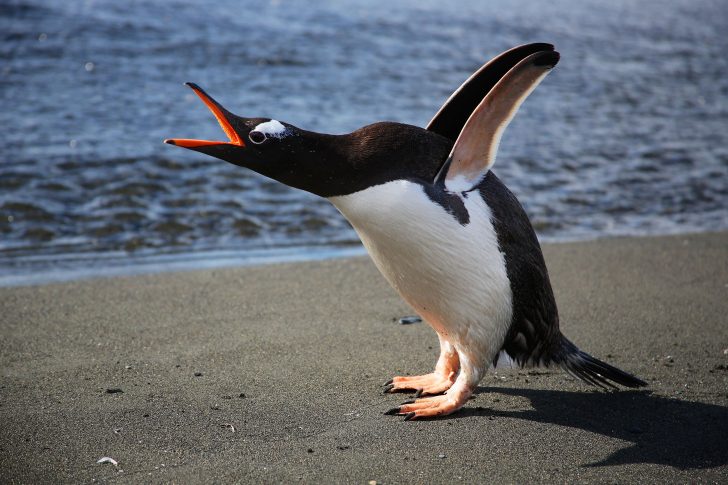 Apa Fungsi Sayap Penguin, dan Apakah Penguin Bisa Terbang?