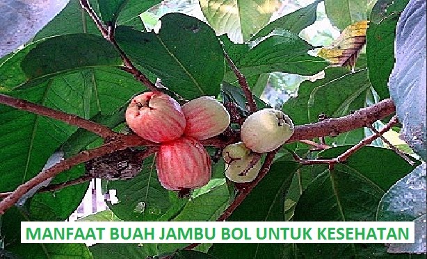 Manfaat Buah Jambu Bol