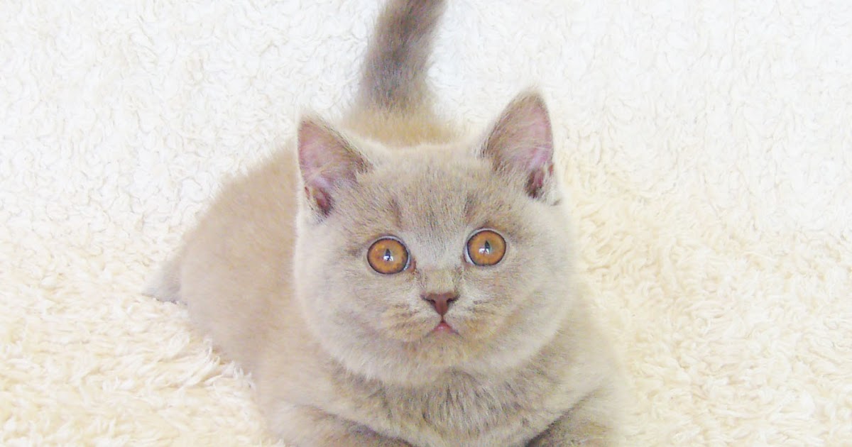 Criadero de gatos: Raza British Shorthair