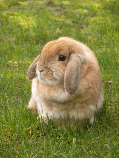 Silver Thimble Quilting: Easter Bunny Sighting