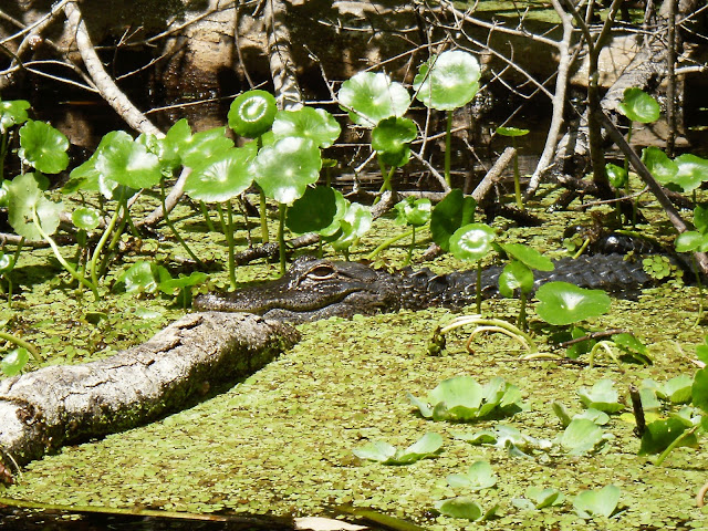 Gator on Wekiva River