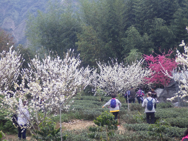 Caopingtou cherry blossoms