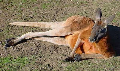 Australian Desert Animals Pictures