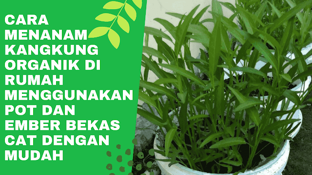 Cara Menanam Kangkung Organik Di Rumah Menggunakan Pot Dan Ember Bekas Cat Dengan Mudah Di dalam menanam kangkung organik di rumah menggunakan pot dan ember bekas cat dengan mudah, ada beberapa proses atau langkah-langkah yang harus dilakukan yang diantaranya adalah :  Mempersiapkan Benih Kankung Memilih benih yang unggul serta terbebas dari hama dan penyakit adalah sesuatu hal yang wajib untuk dilakukan. Untuk bisa memilih dengan baik terkait benih yang akan digunakan, maka bisa berkonsultasi dengan pedagang atau toko pertanian.    Mempersiapkan Pot atau Ember Bekas Cat Untuk bisa menanam kangkung dengan baik dirumah dan memang tidak ada lahan yang bisa digunakan, maka solusi yang bisa digunakan adalah menggunakan pot bunga yang berukuran cukup besar atau ember bekas cat. Untuk ember bekas cat jangan lupa lubangi terlebih dahulu bagian bawahnya, supaya air tidak menggenang di dalam ember tersebut apabila melakukan penyiraman.    Menggemburkan Tanah Sebelum menanam kangkung hal yang perlu diperhatikan ialah tanah yang ingin digunakan. Tanah yang baik adalah tanah yang subur, maka silahkan mencari tanah yang subur serta mengemburkannya atau bisa membuatnya dengan mencampurkan tanah dan pupuk kandang, lakukan pencampuran tanah dengan 1:1, semisalnya setengah ember tanah dan setengah ember pupuk kandang. Setelah tanah gembur makan silahkan masukkan ke dalam pot atau ember bekas cat.    Memberikan Pupuk Kandang Seperti yang telah dibahas diatas apabila sudah membuat tanah subur dengan mencampurkan tanah dan pupuk kandang maka cara ini tidak perlu dilakukan lagi. Akan tetapi apabila hanya menggunakan tanah subur yang diambil secara sebarang, maka penting untuk menaburkan pupuk kandang diatas tanah yang sudah dimasukkan ke dalam pot atau ember bekas cat tersebut. Lalu diamkan selama 3 sampai 5 hari.     Menanam Kangkung Setelah selesai mempersiapkan media tanam kangkung, maka langkah selanjunya adalah proses penanaman kangkung. Silahkan membuat lubang pada pot atau ember bekas cat dengan kedalaman 5 cm dengan jarak antar lubangnya 10 cm atau bisa disesuaikan dengan kemauan pribadi. Lalu masukkan biji kangkung ke dalam setiap lubang sebanyak 3 hingga 5 biji. Setelah terisi dengan biji kangkung kemudian tutup kembali lubang tersebut. Jangan lupa untuk melakukan penyiraman secukupnya dengan air bersih setiap hari.    Penyulaman Kangkung Memang masih banyak orang yang belum mengetahui hal ini dan biasanya penyulaman kangkung hanya dilakukan di lahan yang cukup luas demi menghasilkan sebuah panen yang optimal. Penyulaman kangkung adalah suatu proses mengganti kangkung yang tidak tumbuh sempurna dengan bibit yang baru. Apabila hanya menanam dirumah dan hanya untuk keperluan pribadi maka cara ini bisa dilakukan ataupun tidak, jadi bisa disesuaikan dengan kemauan pribadi.    Perawatan Kangkung Cara sederhana untuk melakukan perawatan pada kangkung ialah dengan mencabut rumput liar yang tumbuh disekitarnya, sebab rumput akan mengganggu proses penyerapan nutrisi ke tananam kangkung sehingga mengganggu pertumbuhan. Lalu selalu taburkan pupuk kandang sesuaikan saja dengan kondisi tanahnya, apabila pupuk kandang sudah terserap oleh tanah maka taburkan saja kembali, dan jangan lupa lakukan penyiraman secukupnya dengan air bersih setiap hari.    Panen Kangkung Setelah melakukan penanaman dan perawatan kangkung maka tahap yang terakhir adalah panen kangkung. Biasanya panen kangkung dilakukan setelah 30 hari sejak pembibitan. Pada tahap ini untuk melakukan pemanenan cukup mudah, yaitu dengan mencabut kangkung hingga akarnya keluar. Nah, tanaman kangkung yang sudah dipanen bisa dinikmati dengan beragam sajian yang sedap.    Nah itu dia bahasan bagaimana cara kangkung organik di rumah menggunakan pot dan ember bekas cat dengan mudah. Melalui bahasan di atas bisa diketahui mengenai langkah-langkah di dalam menanam kangkung organik dirumah dengan menggunakan pot atau ember bekas cat. Mungkin hanya itu yang bisa disampaikan di dalam artikel ini, mohon maaf bila terjadi kesalahan di dalam penulisan, dan terimakasih telah membaca artikel ini."God Bless and Protect Us"