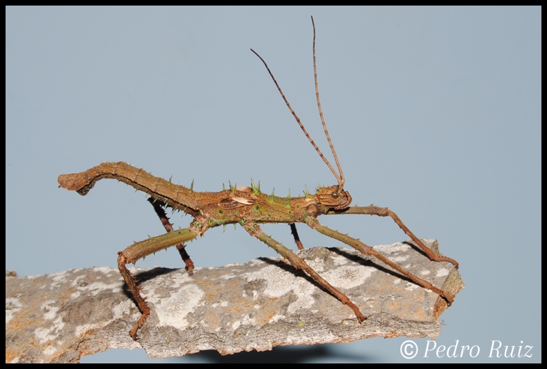 Ninfa macho L5 de Haaniella grayii, 7,5 cm de longitud