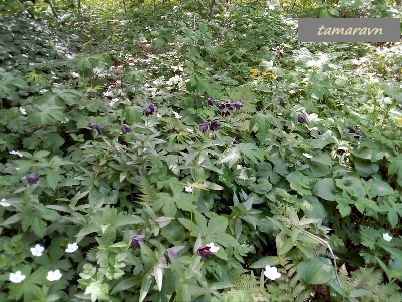 Рябчик камчатский (Fritillaria camschatcensis)