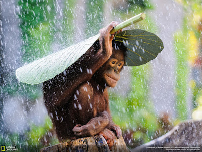 orangutans in Bali, Indonesia