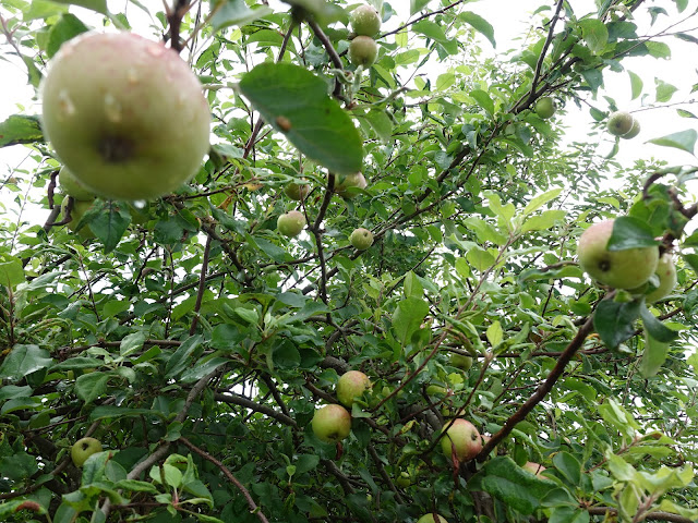 自宅の庭のリンゴの木の実