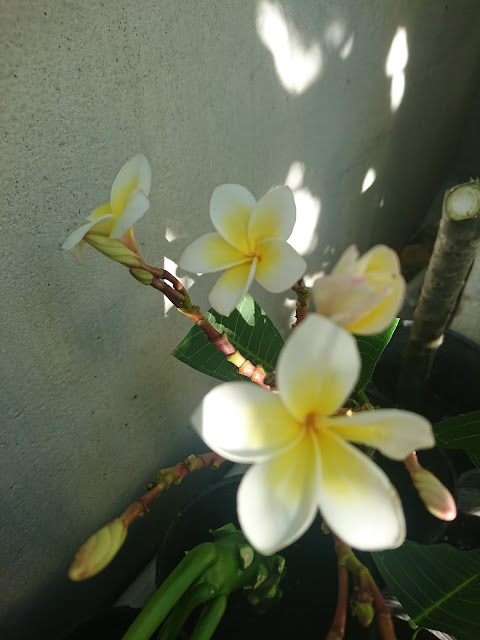 雞蛋花，花Frangipani flower