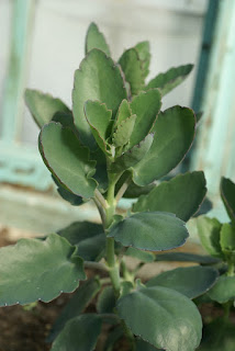 Kalanchoe fedtschenkoi - Kalanchoe de Fedtschenko