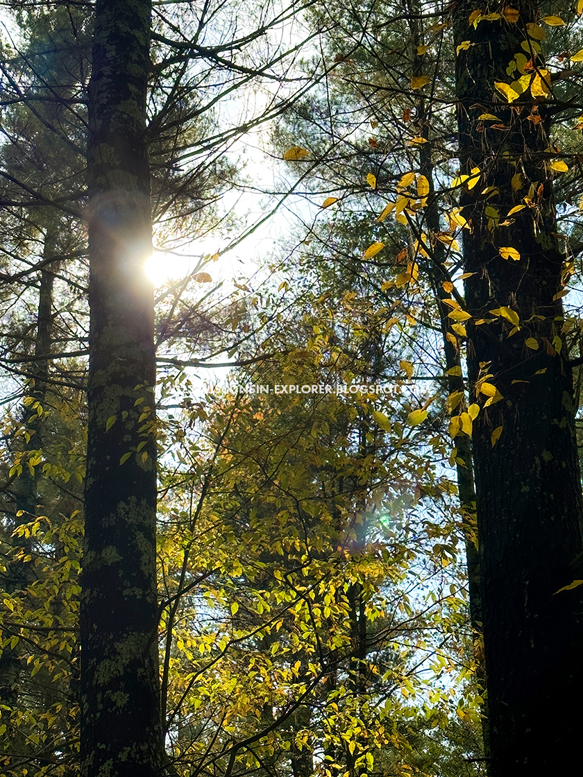 gold leaves and pine trees with afternoon sun shining through