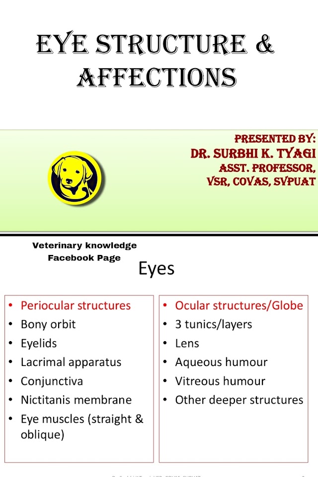 FREE Download Eye Structure And Affection Pdf