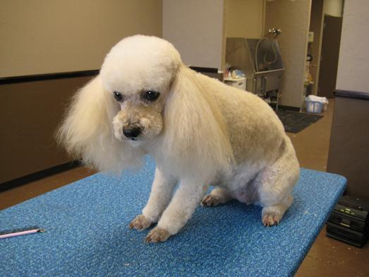 Dog Hair Cuts,Dog Hairstyle