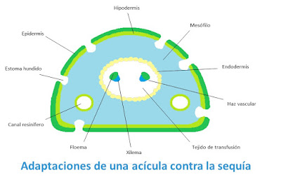 acícula oiab