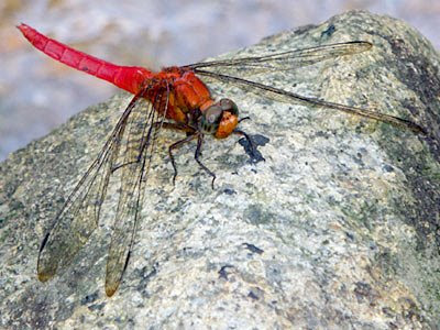 Dragonfly, Orthetrum testaceum