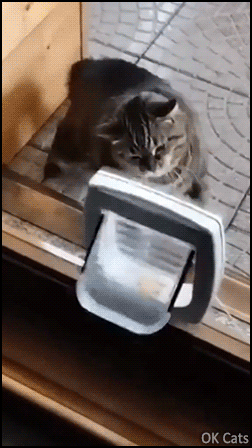 Funny Cat GIF • Eye of the (mini) tiger. When a cat door becomes a speed bag for cat boxing training [ok-cats.com]