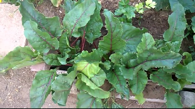 All parts of beet plants are edible. The young green tops are delicious steamed.